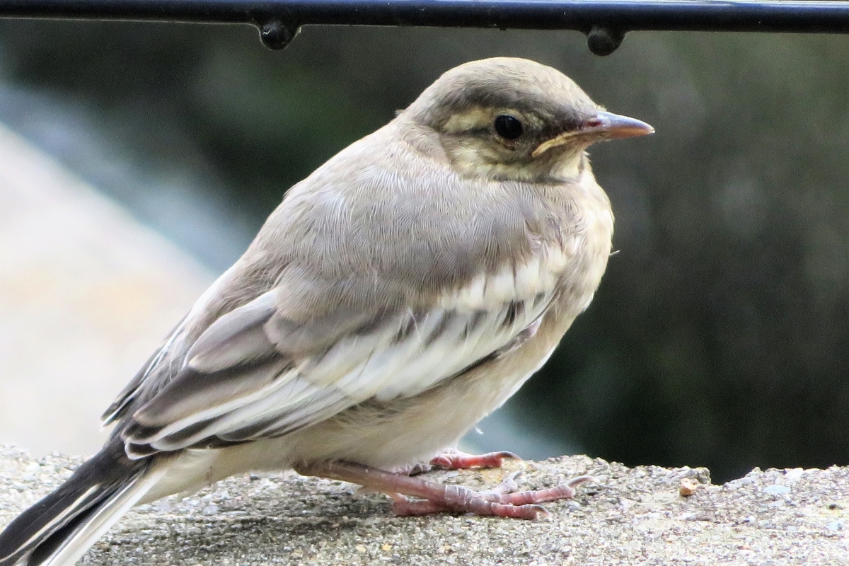 f:id:grk1:20210708180216j:plain