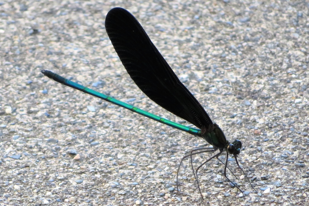 f:id:grk1:20210803194317j:plain