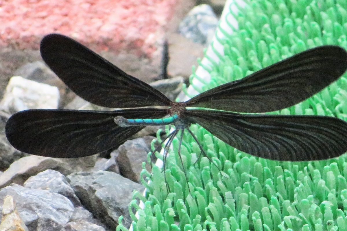 f:id:grk1:20210803194430j:plain