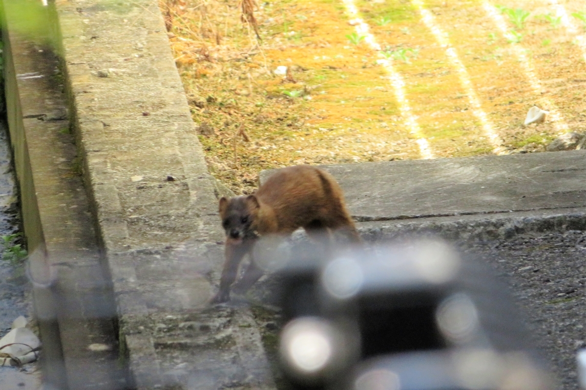 f:id:grk1:20210805114038j:plain