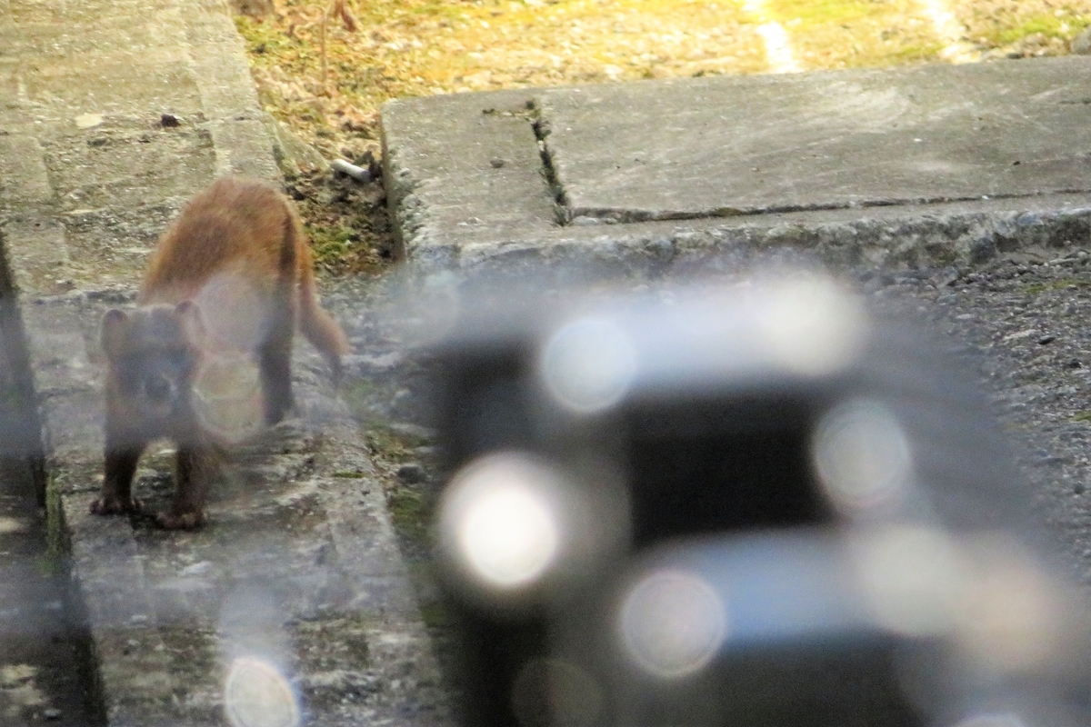 f:id:grk1:20210805114109j:plain