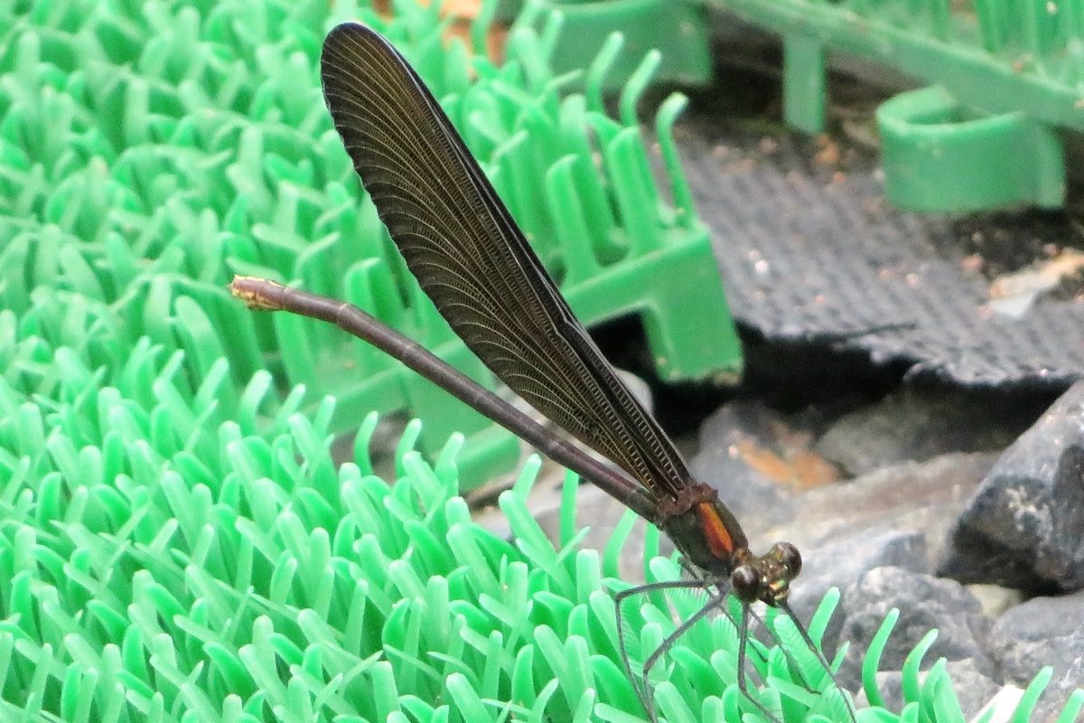 f:id:grk1:20210820082942j:plain