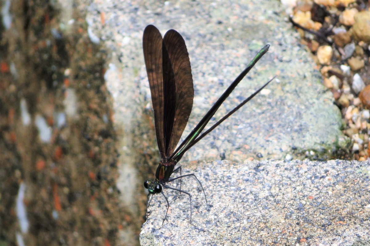 f:id:grk1:20210820104413j:plain