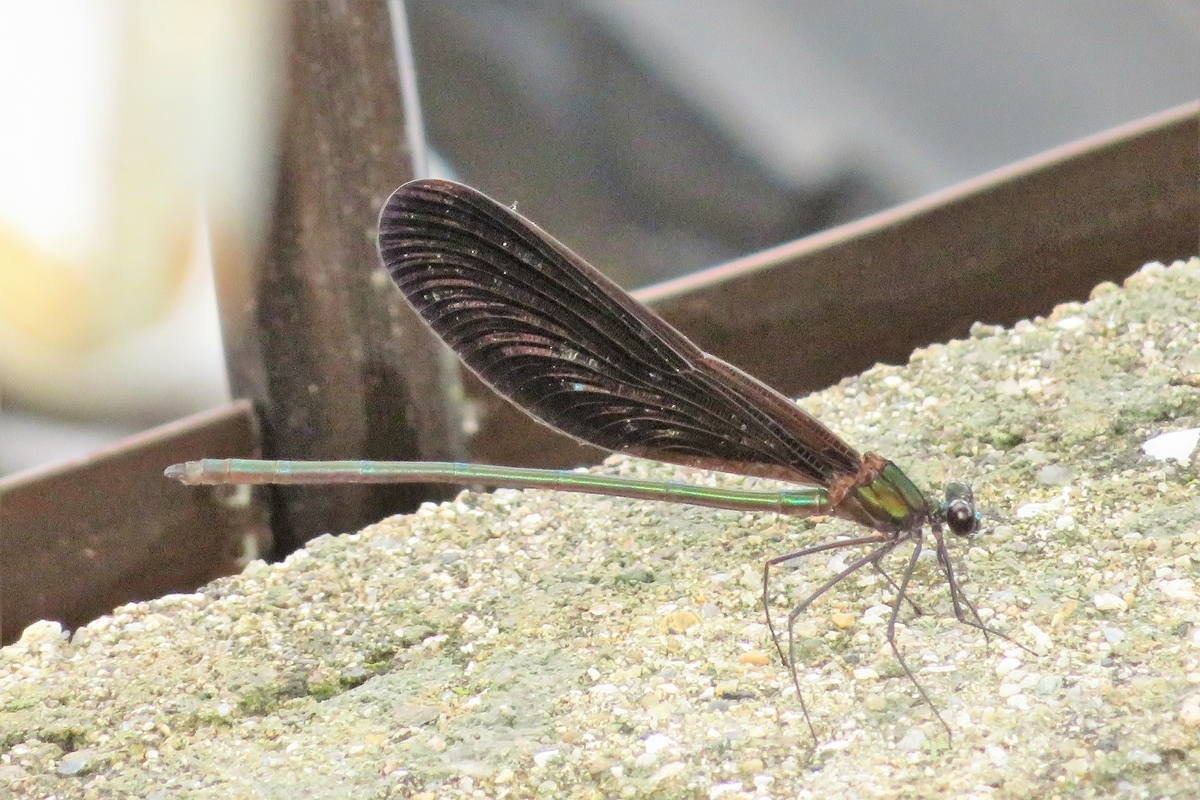 f:id:grk1:20210820104648j:plain