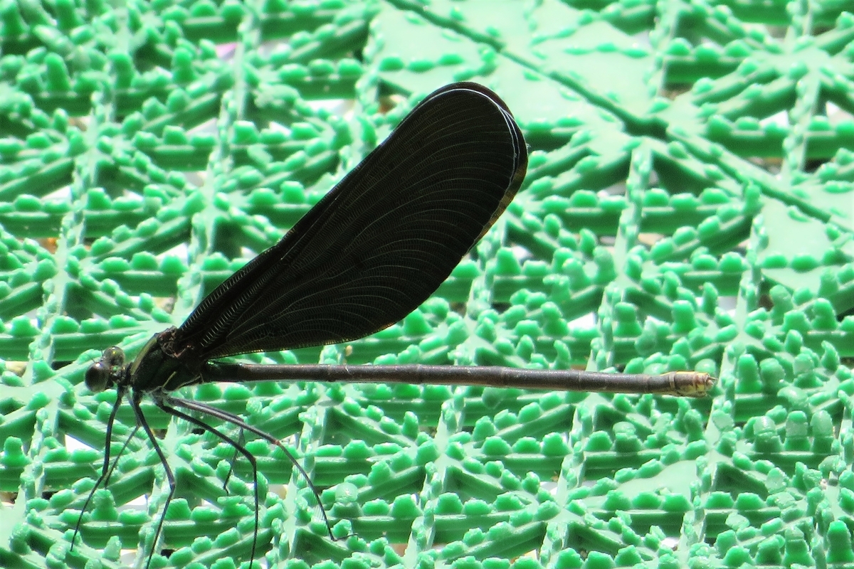 f:id:grk1:20210821202117j:plain