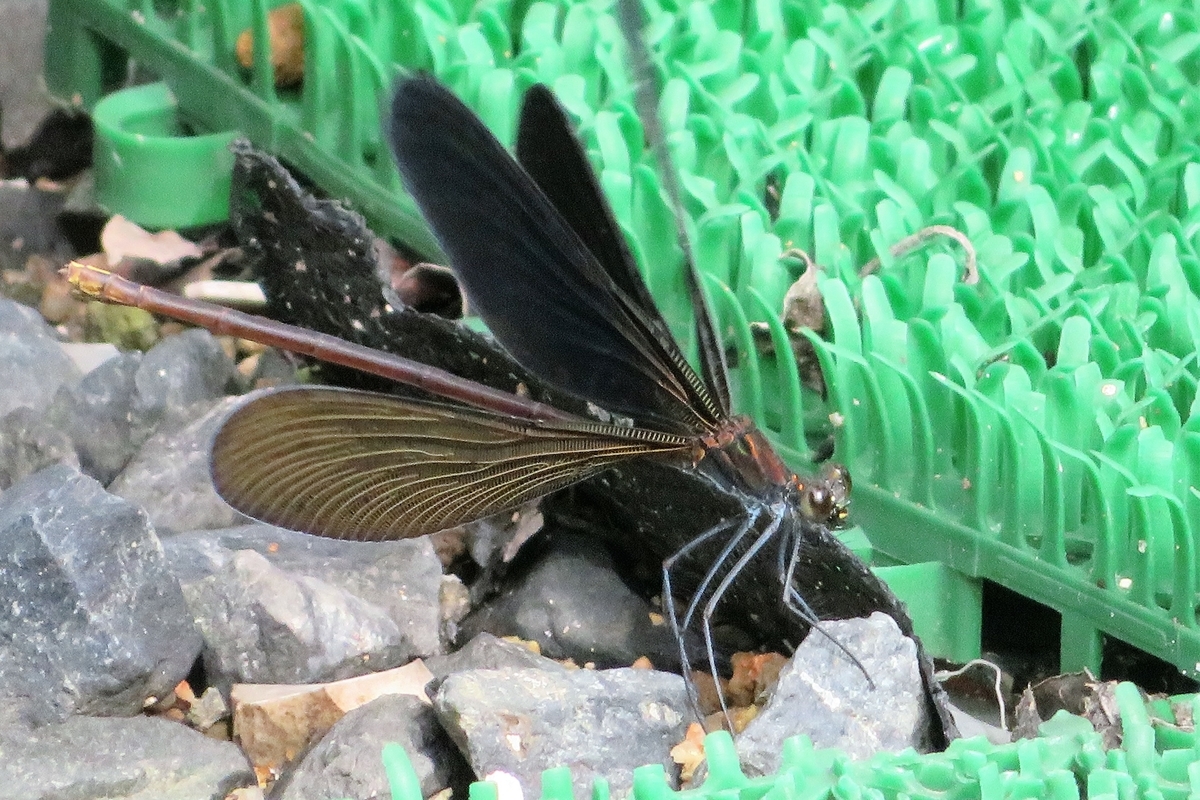 f:id:grk1:20210823181131j:plain