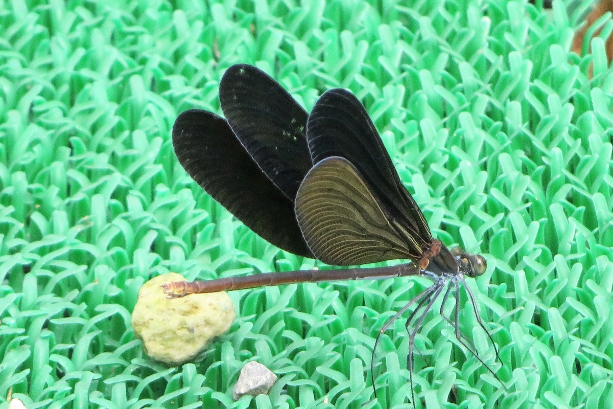 f:id:grk1:20210823181516j:plain