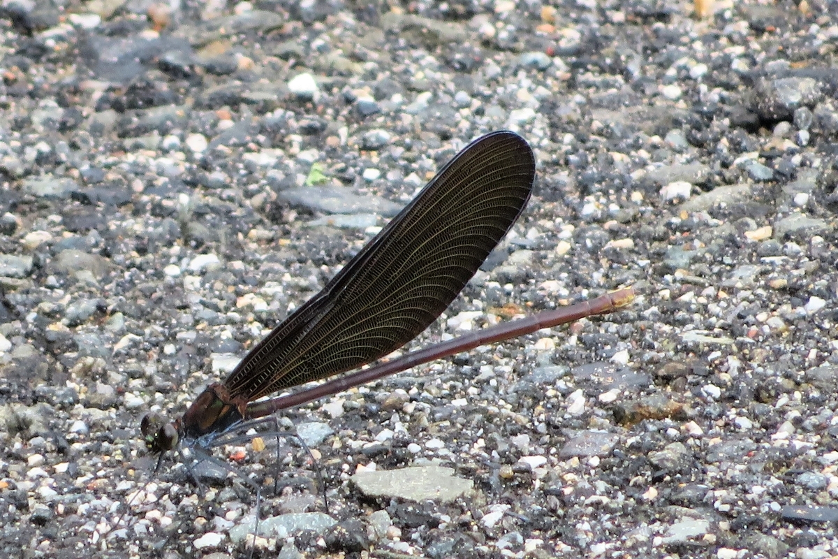 f:id:grk1:20210823181814j:plain