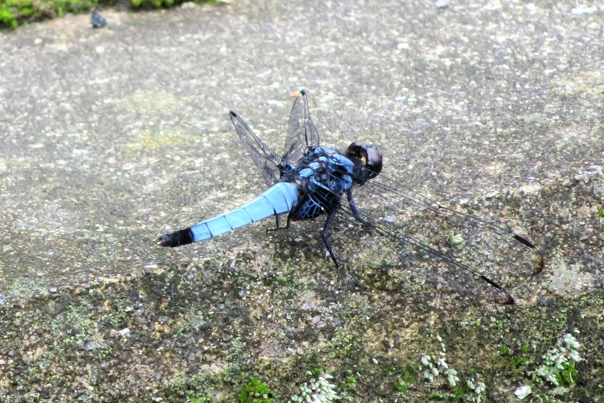 f:id:grk1:20210823182023j:plain