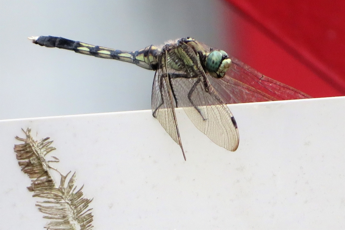 f:id:grk1:20210824200611j:plain