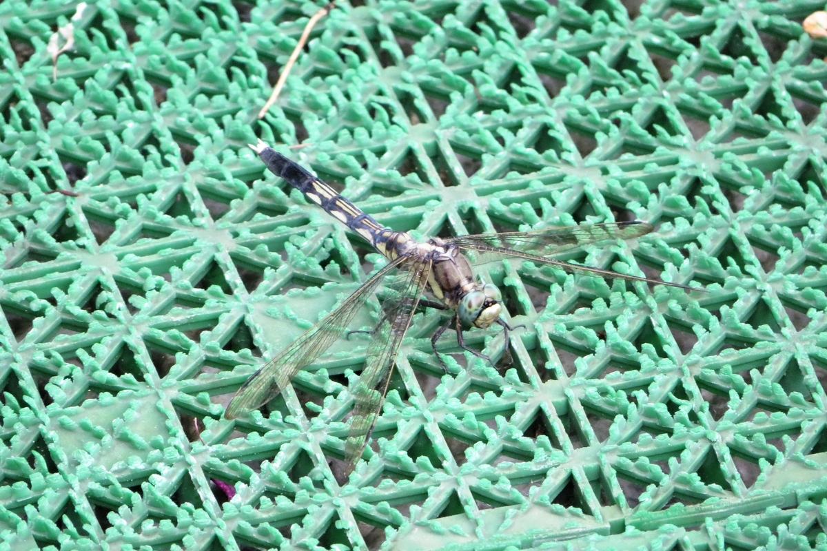 f:id:grk1:20210824200757j:plain