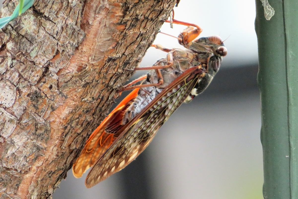 f:id:grk1:20210824203342j:plain