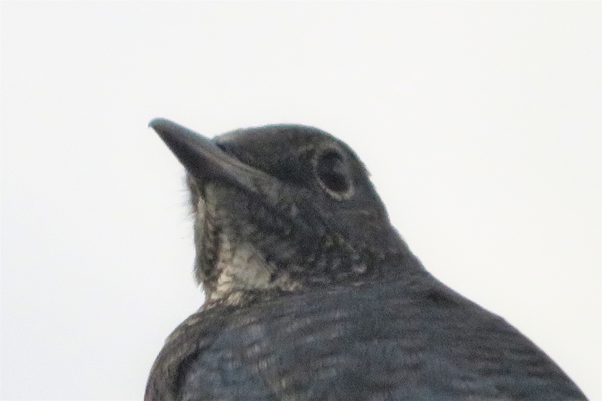 f:id:grk1:20210828091107j:plain