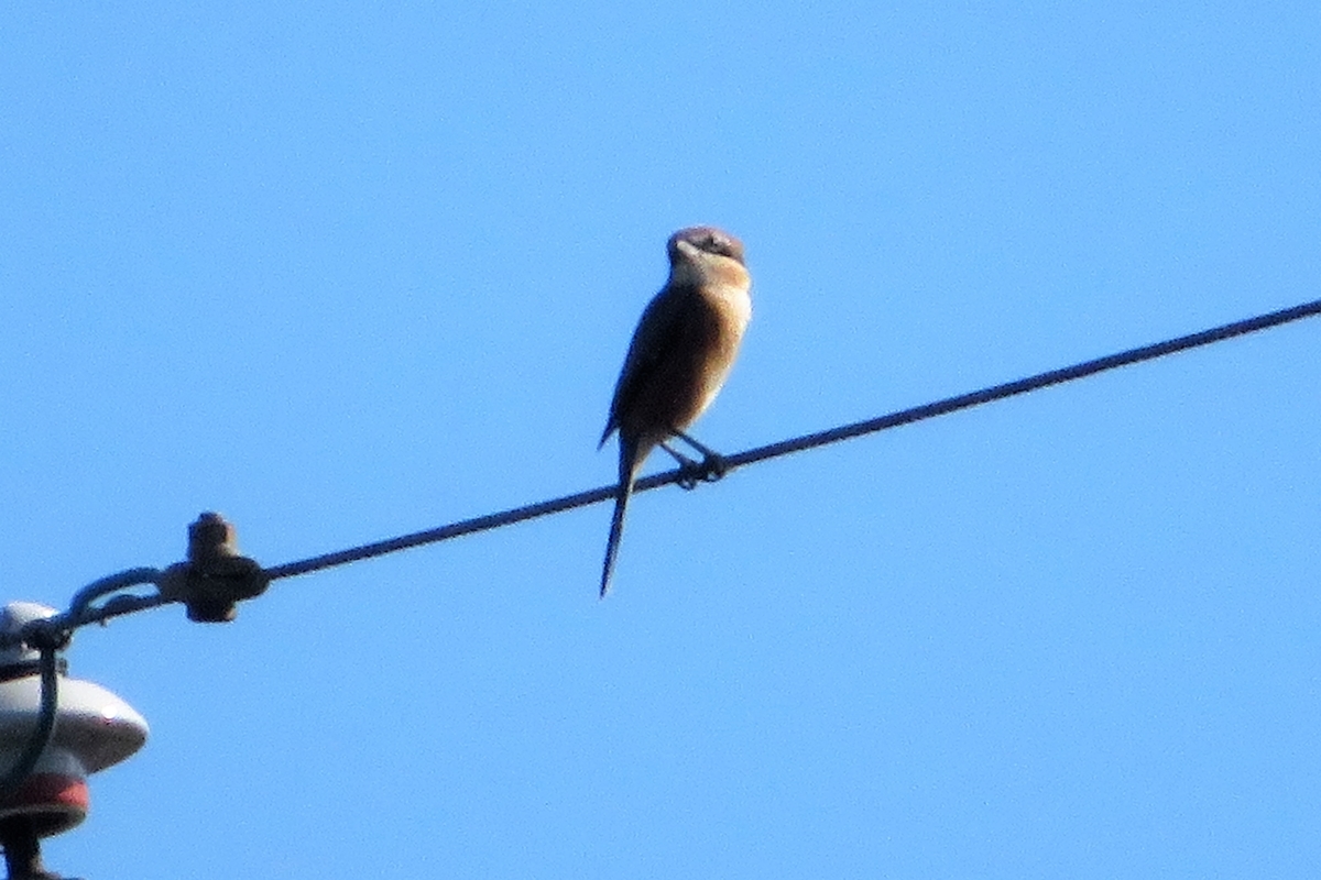 f:id:grk1:20210926103950j:plain