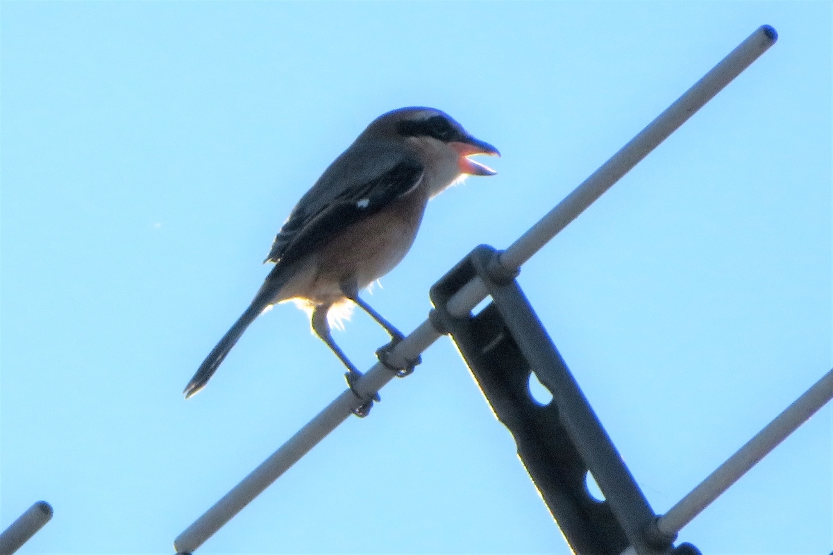 f:id:grk1:20211001220224j:plain