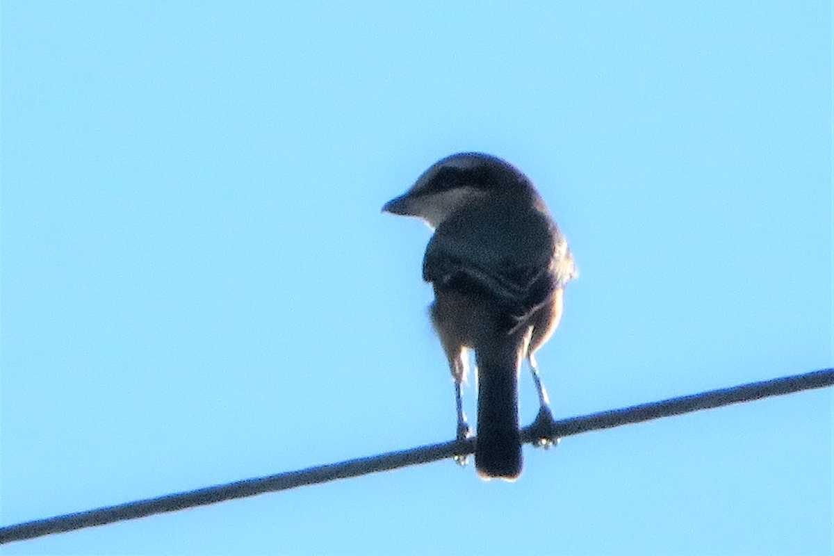 f:id:grk1:20211001224101j:plain