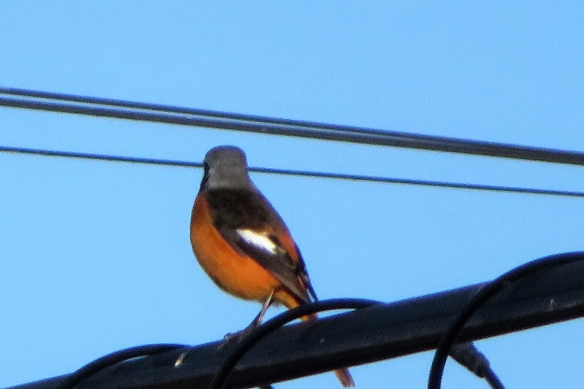 f:id:grk1:20211029114006j:plain