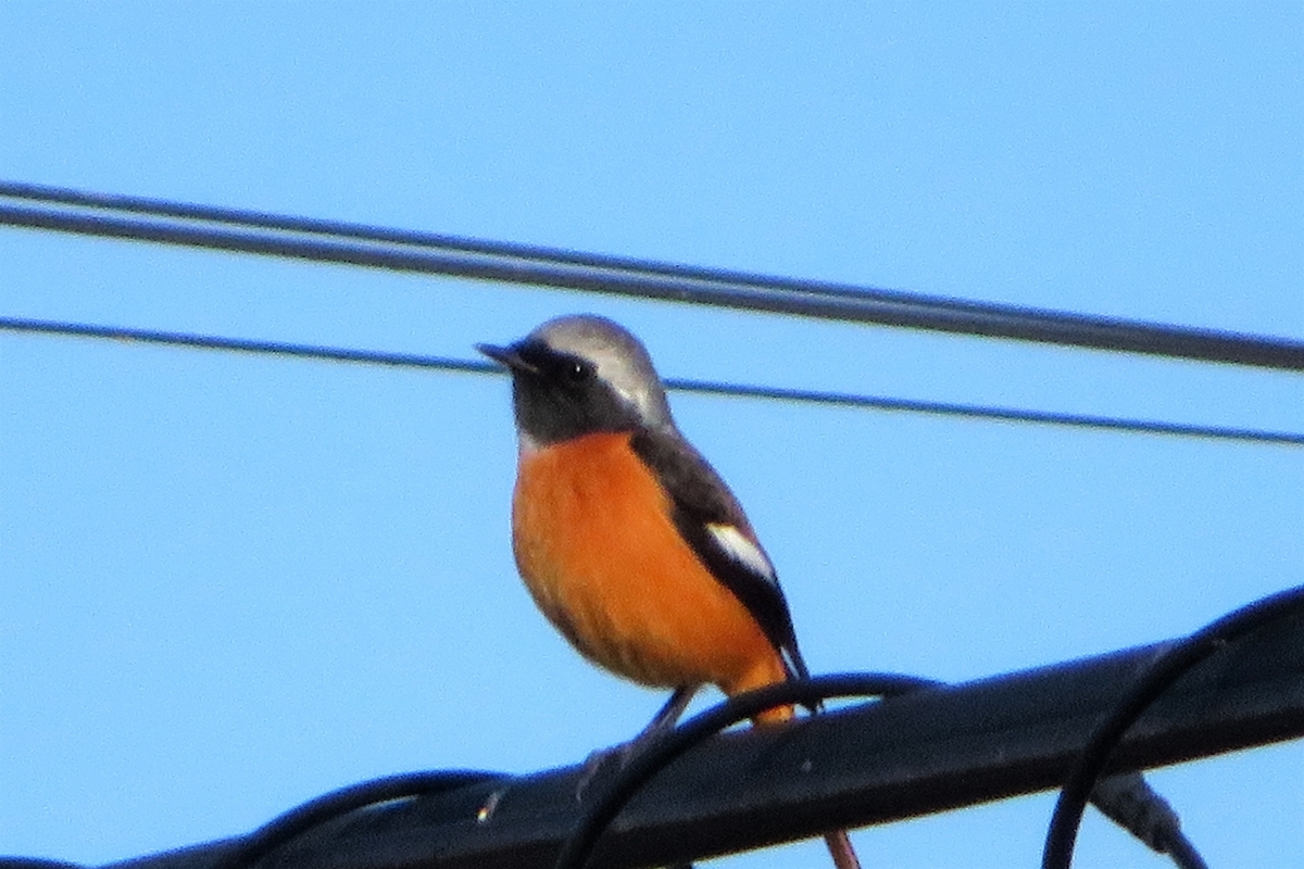 f:id:grk1:20211029114045j:plain