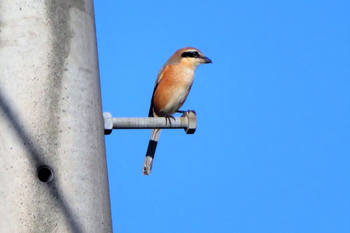 f:id:grk1:20211103153820j:plain