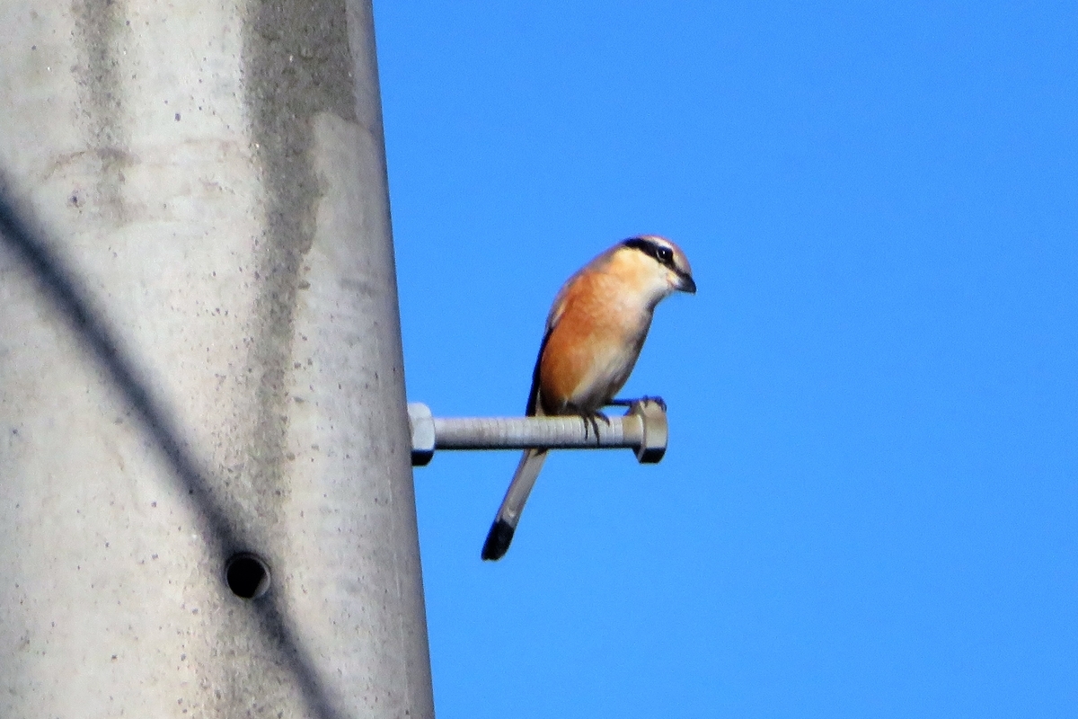 f:id:grk1:20211103153849j:plain