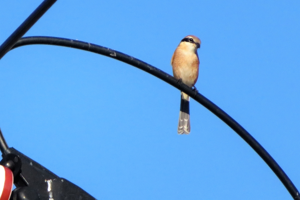 f:id:grk1:20211103154538j:plain