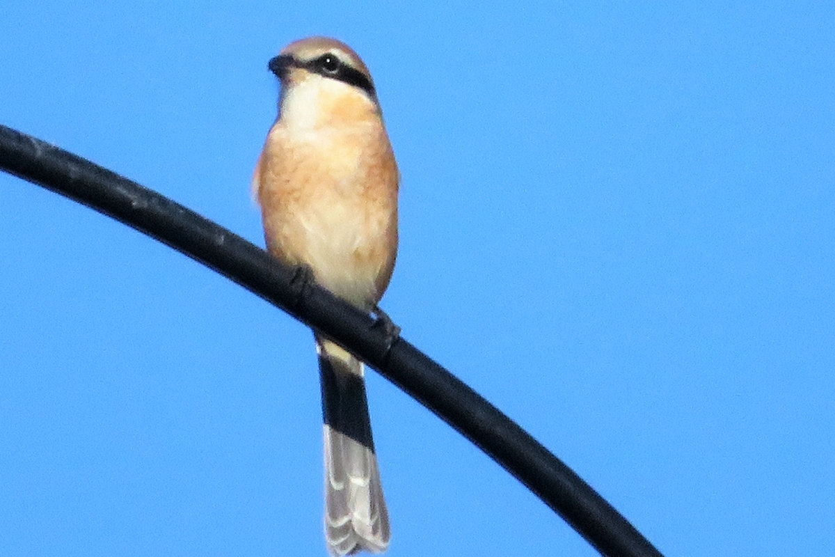 f:id:grk1:20211103154610j:plain