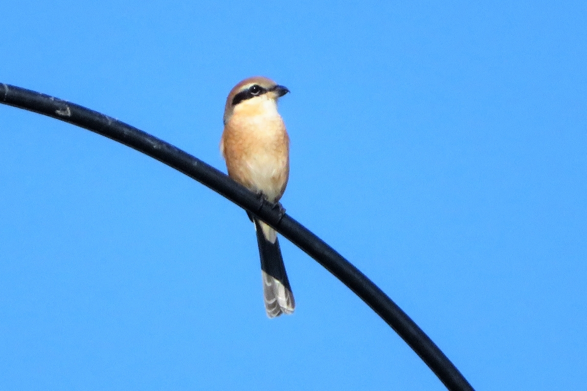 f:id:grk1:20211103154822j:plain