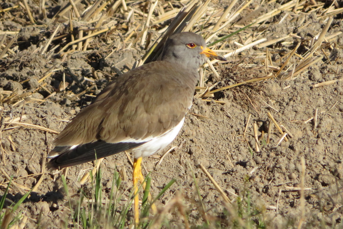 f:id:grk1:20211103160636j:plain