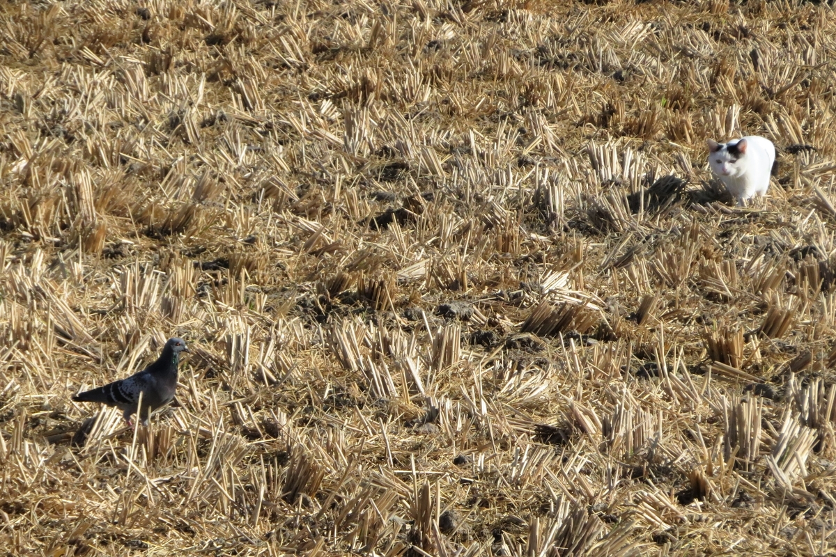 f:id:grk1:20211103161216j:plain