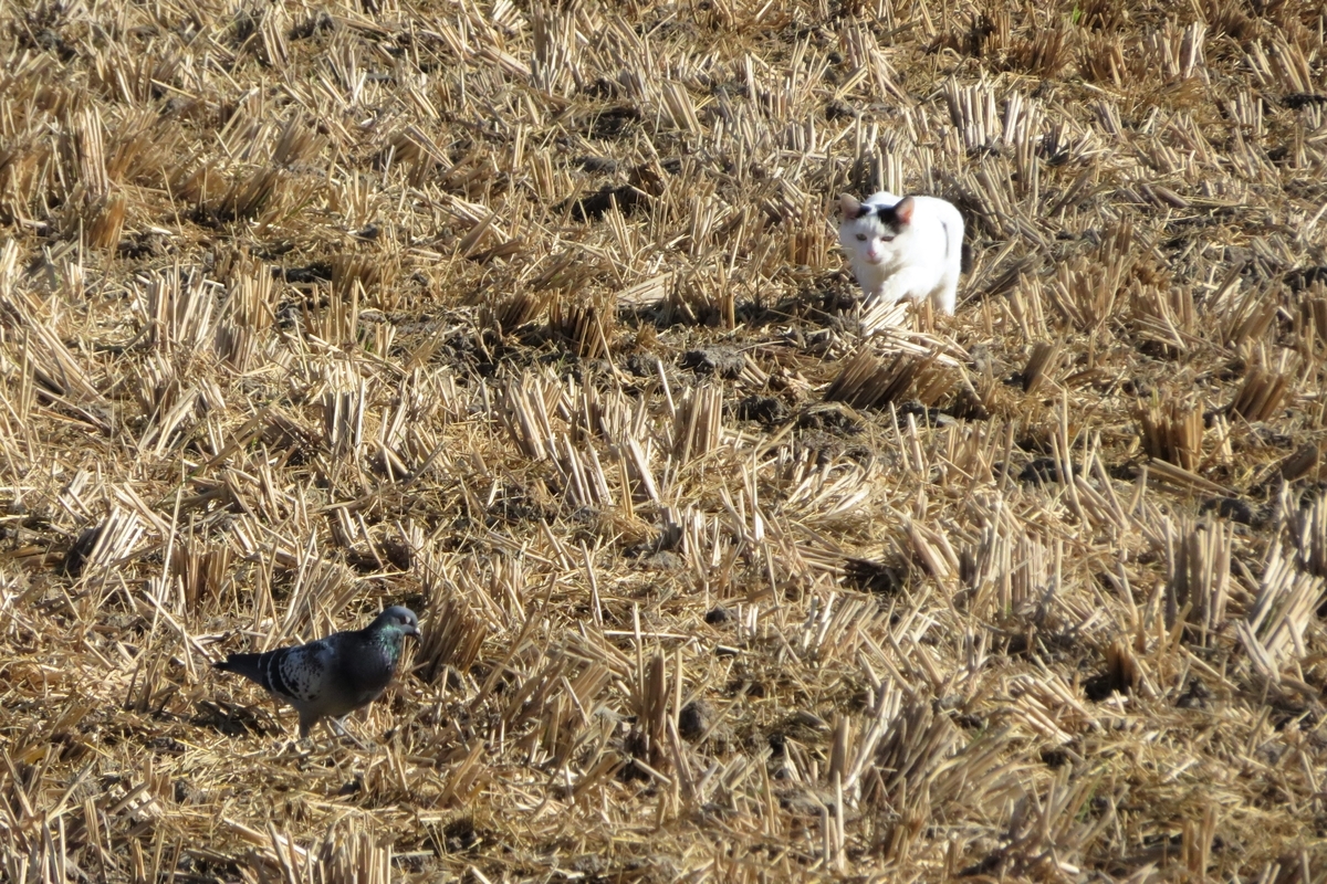 f:id:grk1:20211103161246j:plain