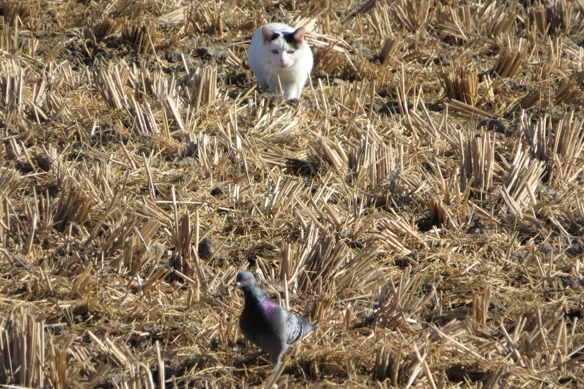 f:id:grk1:20211103161328j:plain