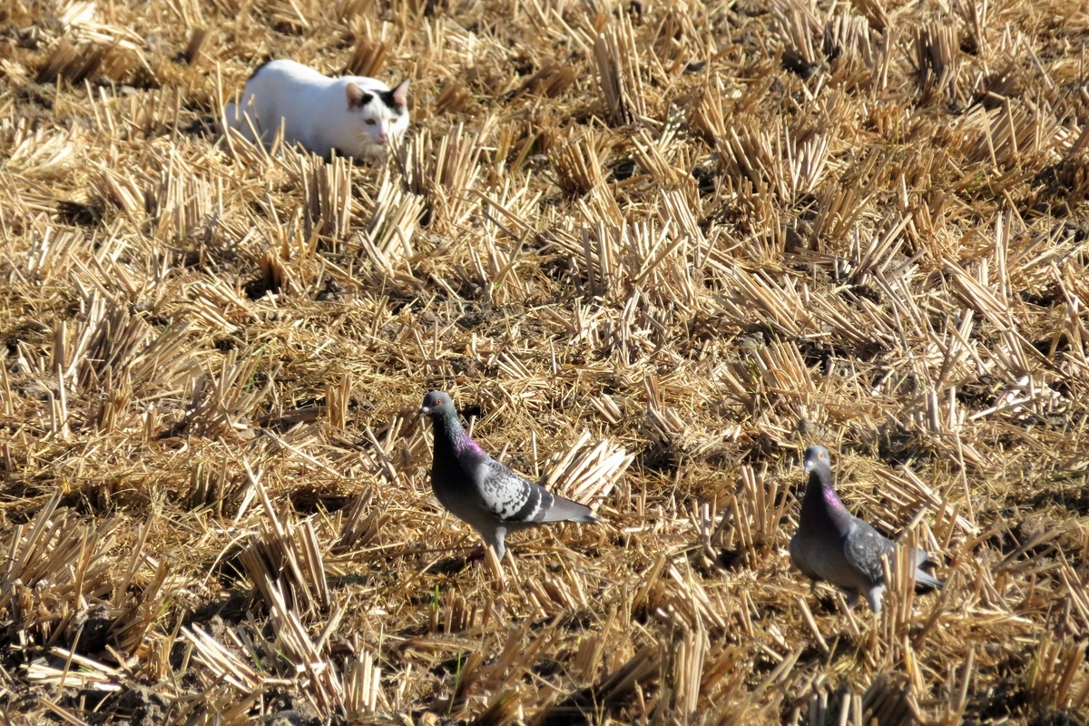 f:id:grk1:20211103161402j:plain