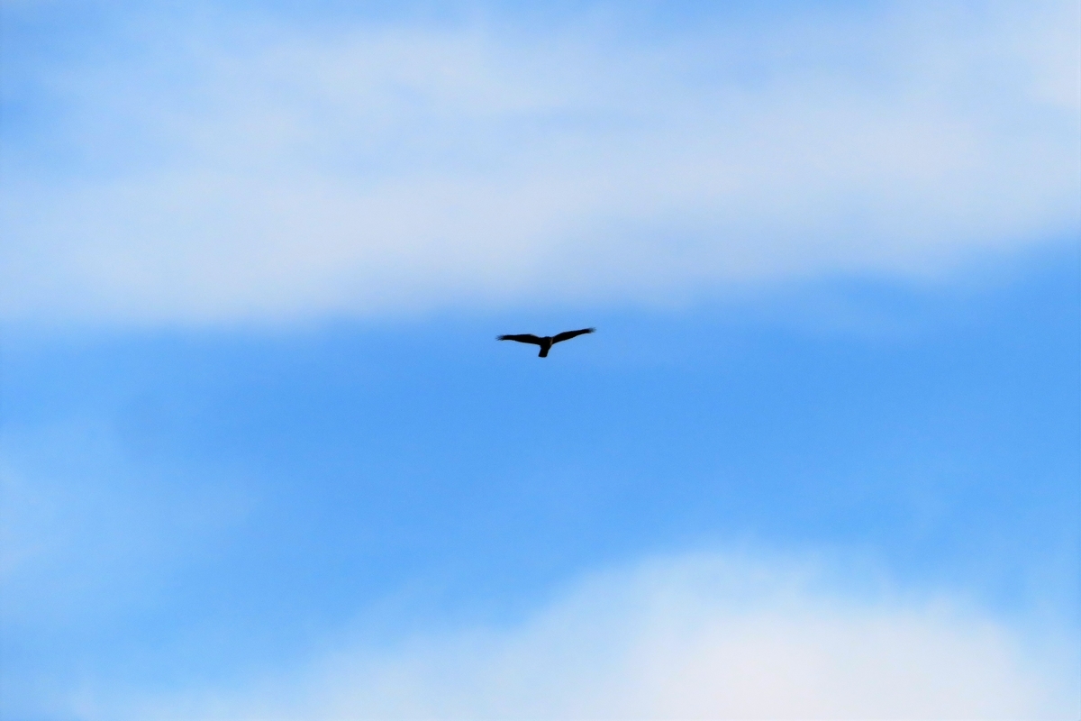 f:id:grk1:20211104184319j:plain