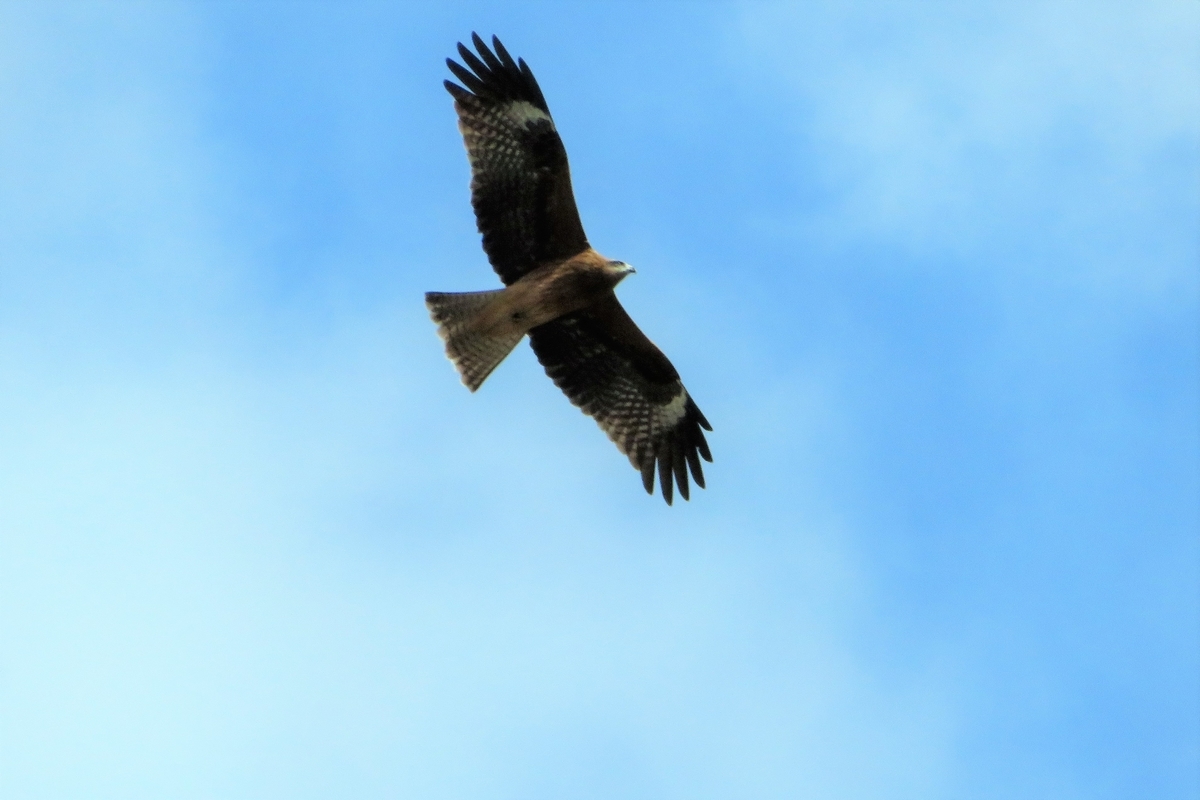 f:id:grk1:20211109192122j:plain