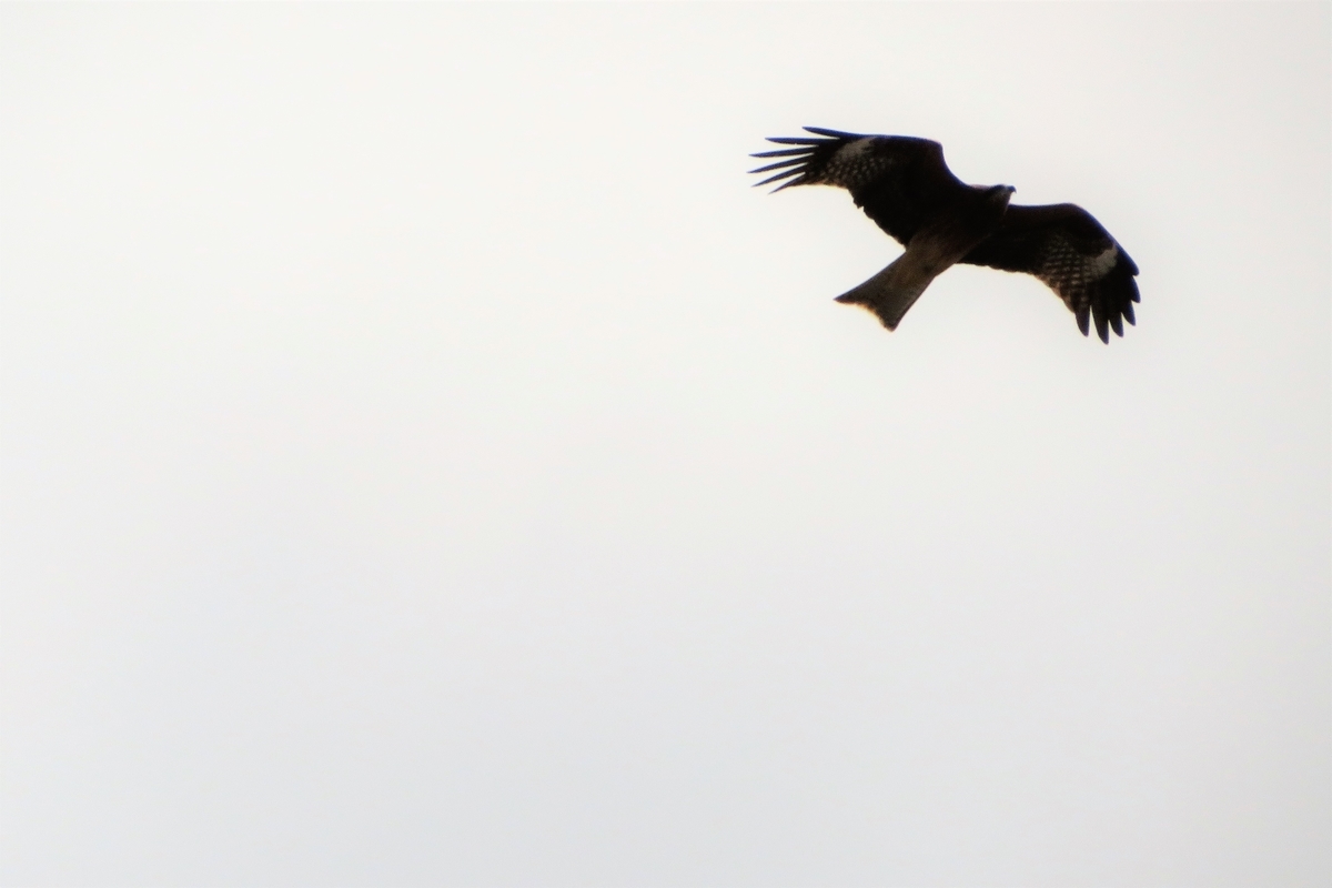 f:id:grk1:20211109192239j:plain