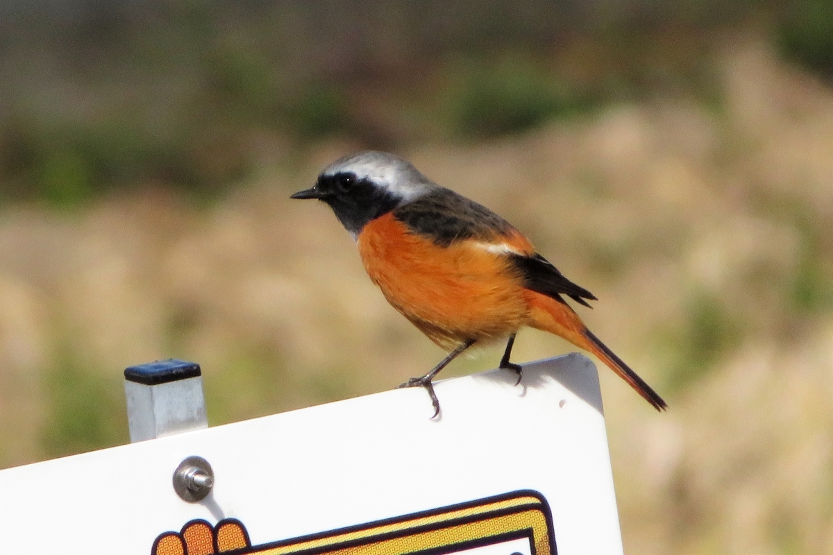 f:id:grk1:20211115203124j:plain