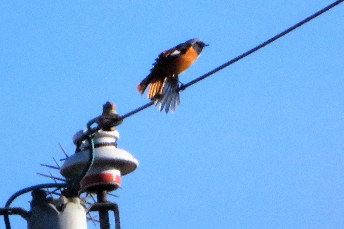 f:id:grk1:20211115204214j:plain