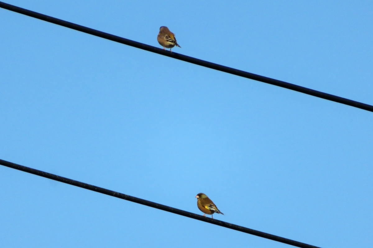 f:id:grk1:20211122112400j:plain