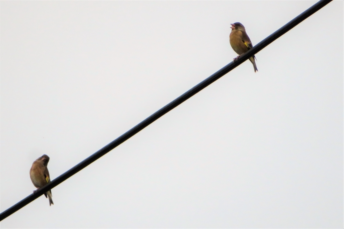 f:id:grk1:20211122114540j:plain