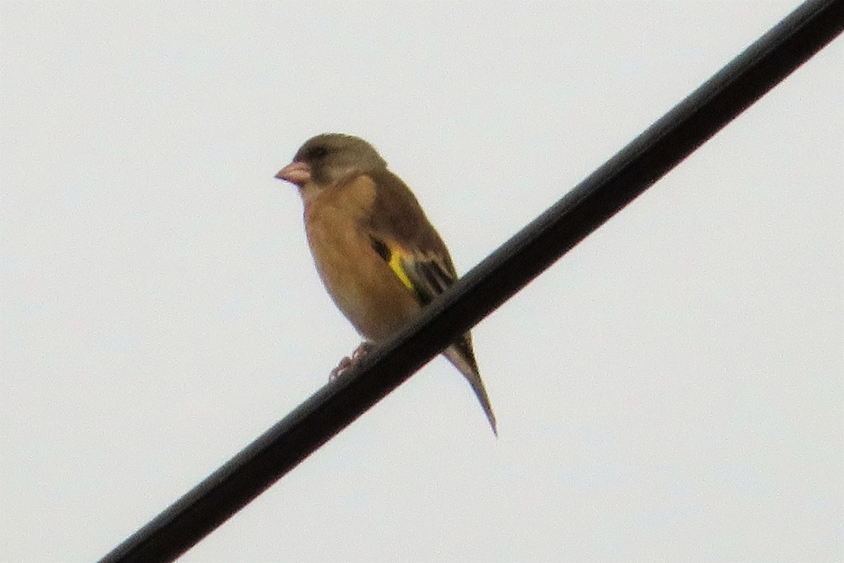 f:id:grk1:20211122173509j:plain