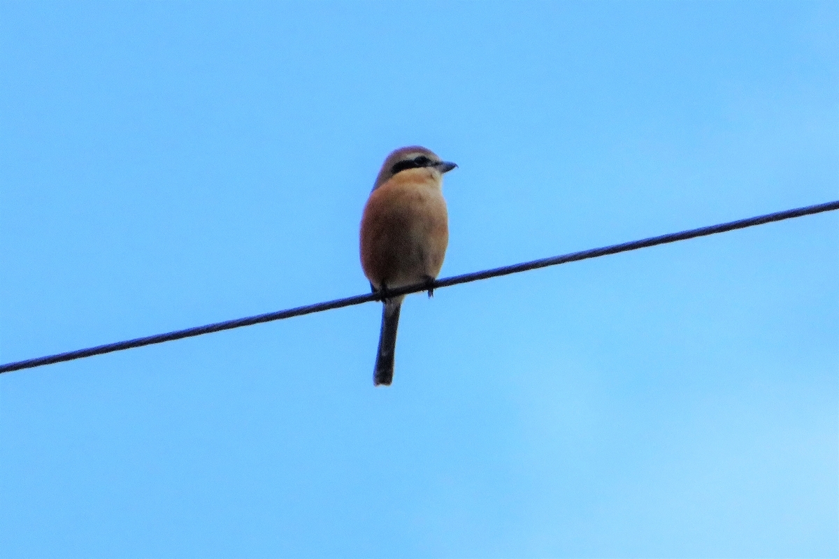 f:id:grk1:20211125145734j:plain