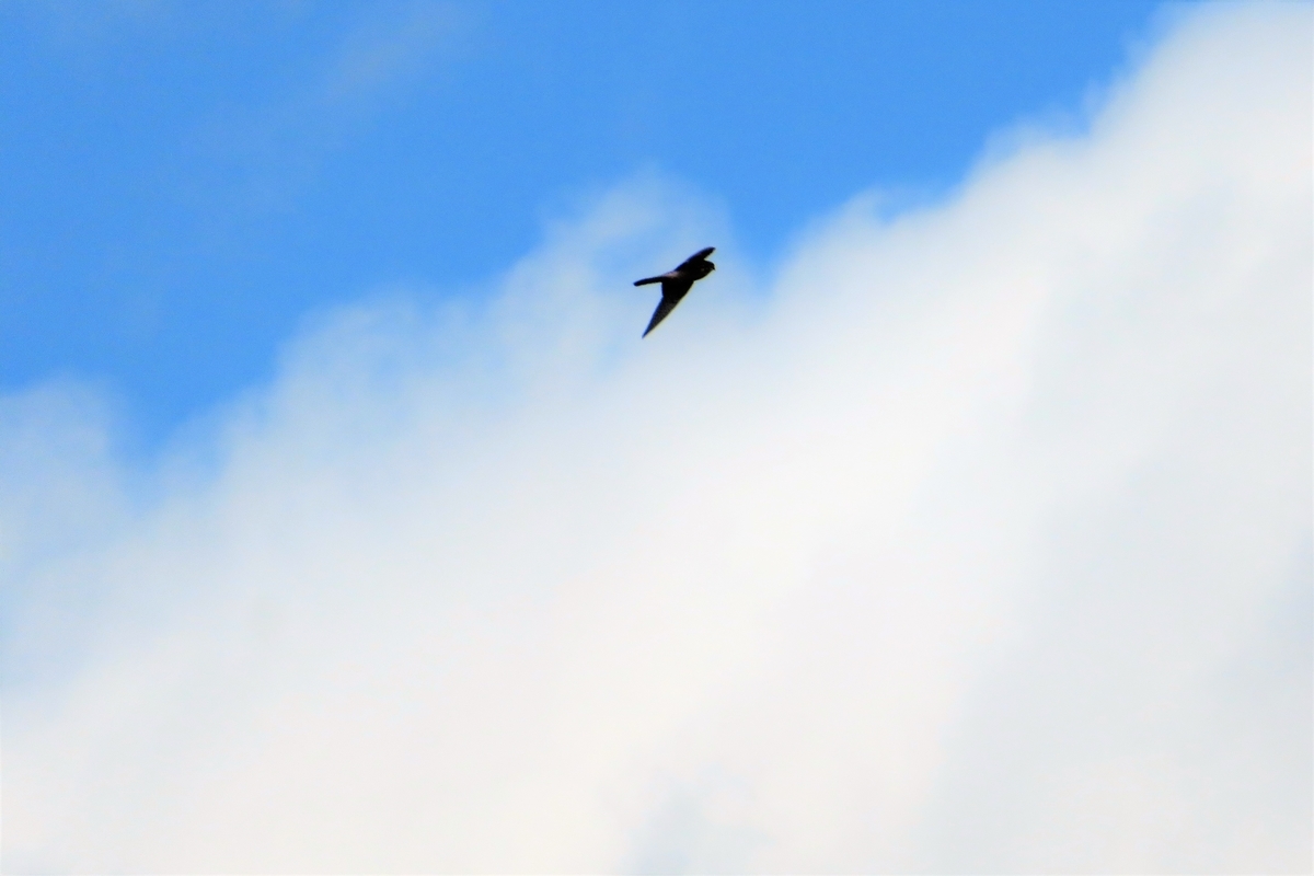 f:id:grk1:20220107203434j:plain