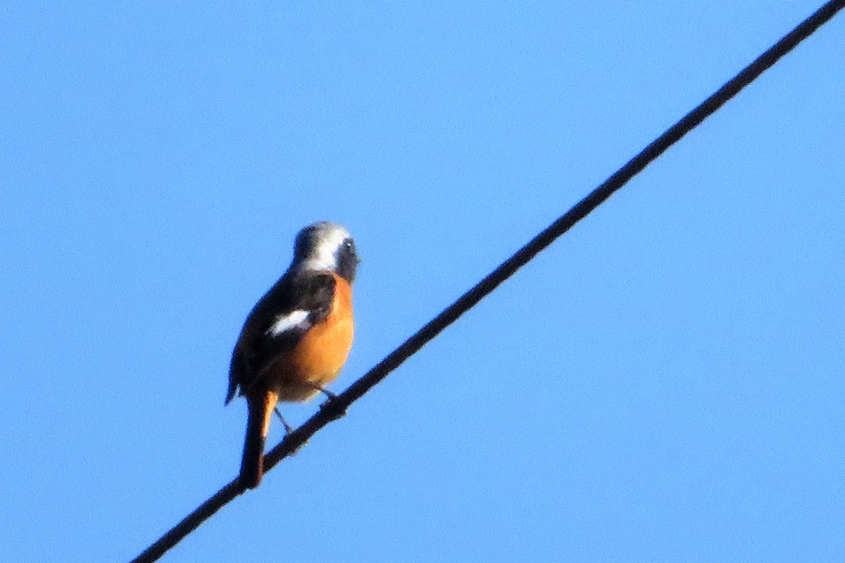 f:id:grk1:20220110173250j:plain