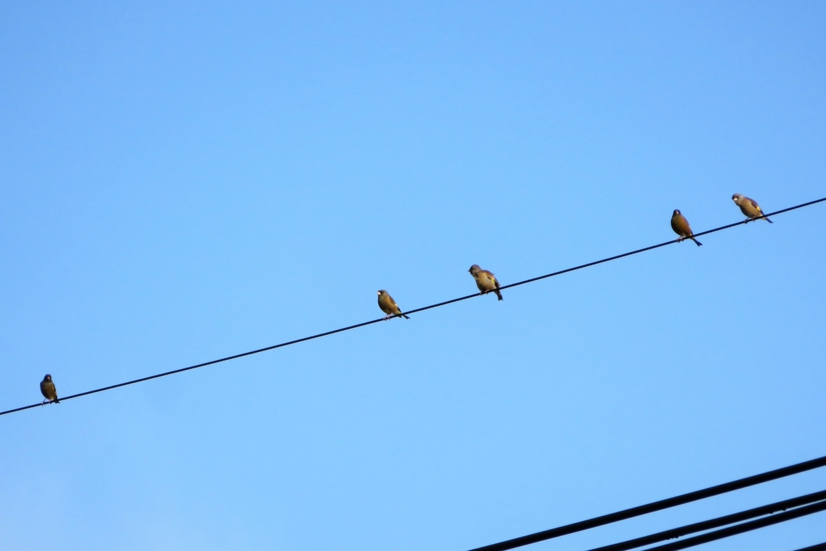 f:id:grk1:20220112183254j:plain