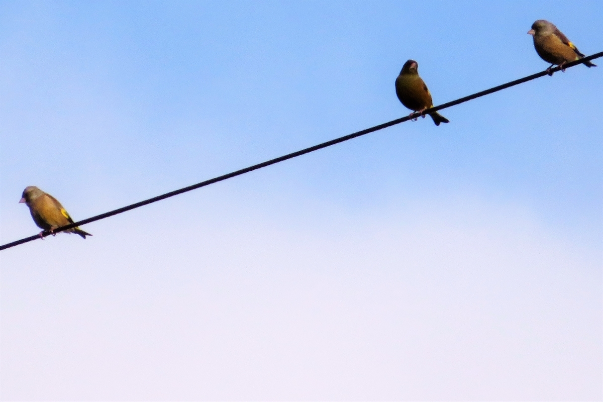 f:id:grk1:20220112183455j:plain