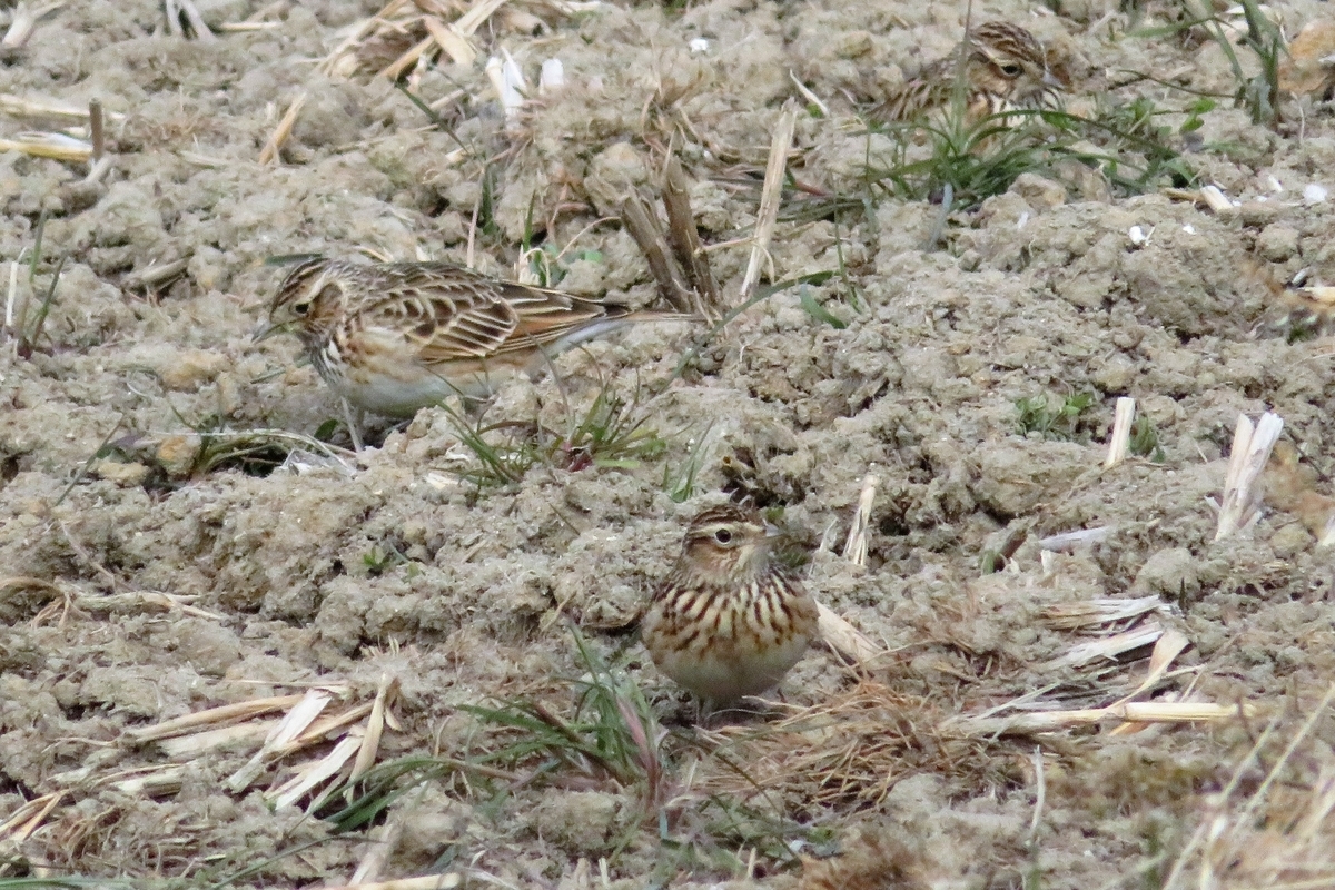 f:id:grk1:20220121202537j:plain