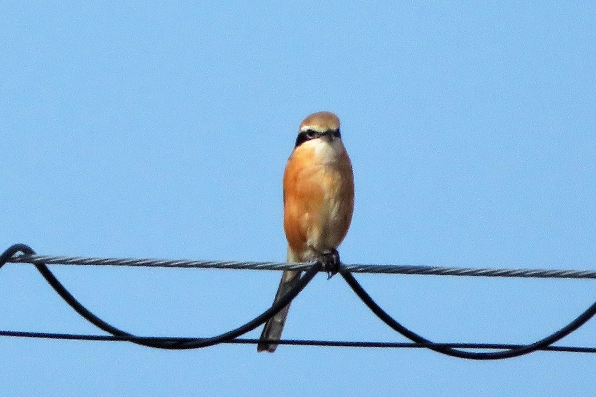 f:id:grk1:20220127203437j:plain