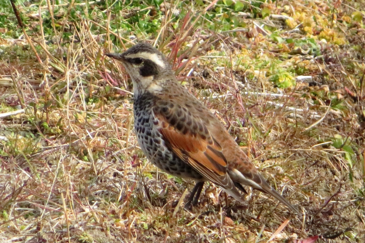 f:id:grk1:20220218221818j:plain