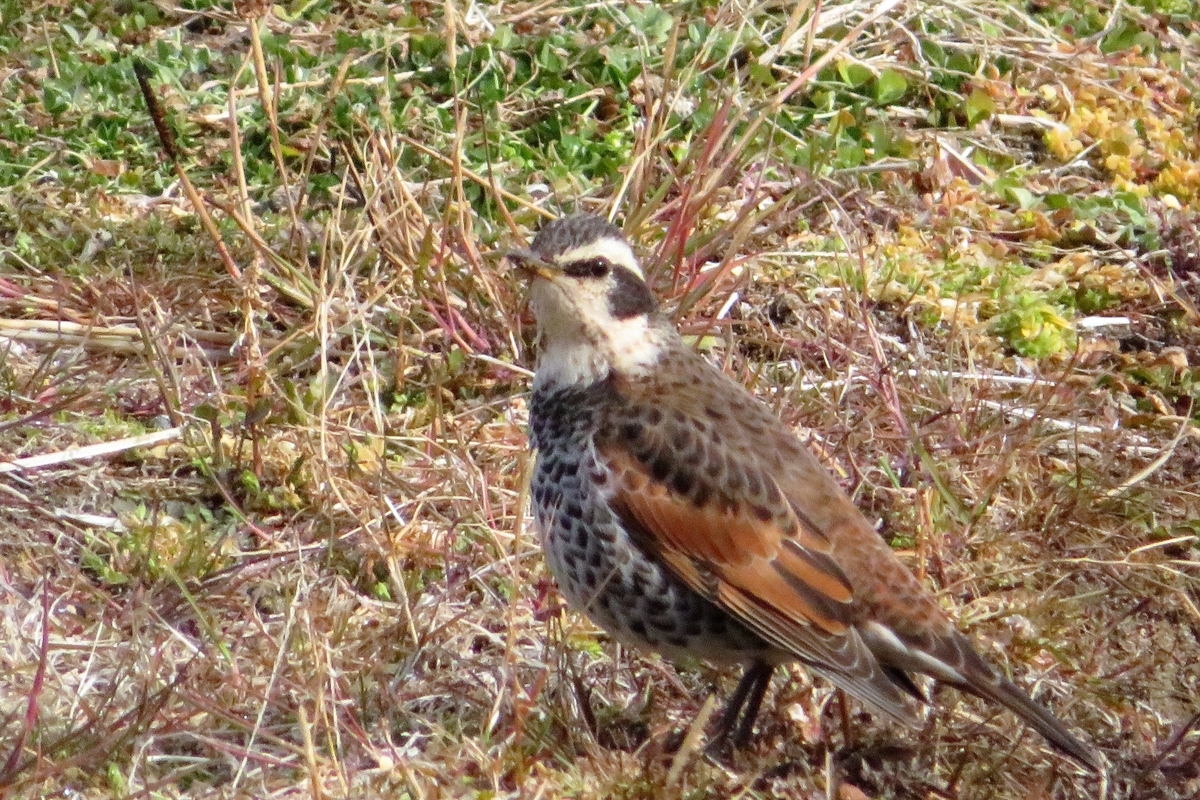 f:id:grk1:20220218221857j:plain