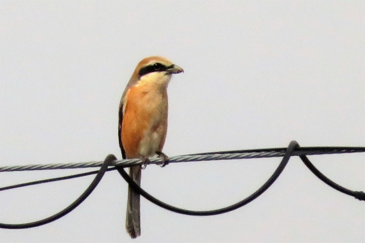 f:id:grk1:20220302171404j:plain